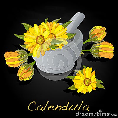 Calendula vector illustration Vector Illustration