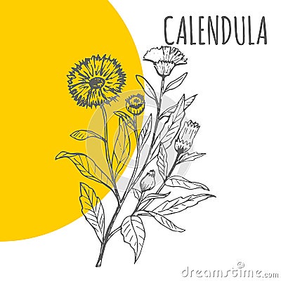 Calendula vector sketch botanical herb plant Vector Illustration