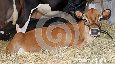 calf Stock Photo