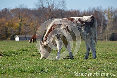 Calf grazing in field Stock Photo