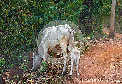 A Calf Cow drinks mother milk. Stock Photo