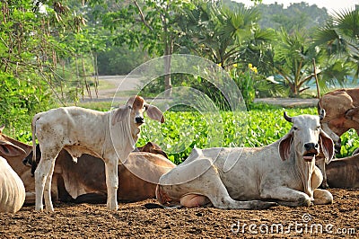 Calf and cow in farmland Stock Photo