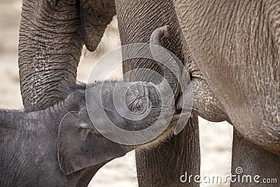 Calf drinking mother milk Stock Photo