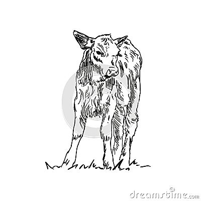 calf - farm animal, hand drawn illustration Vector Illustration