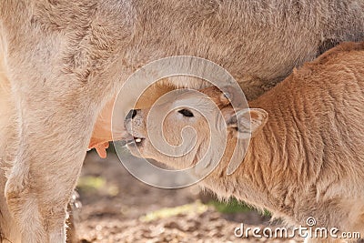 Calf feeding Stock Photo