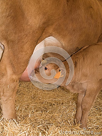 Calf Feeding From Cow Stock Photo