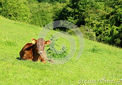 Calf on the field Stock Photo