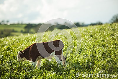 Calf grazing in field Stock Photo