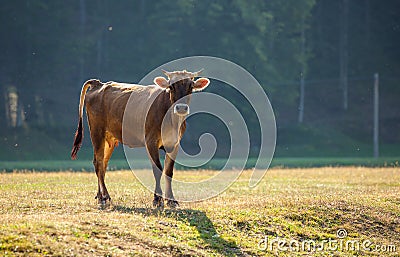 Calf grazing in the pasture Stock Photo