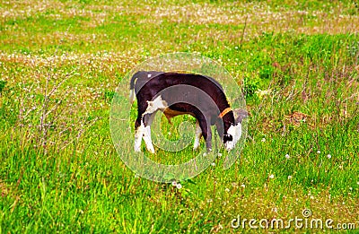 Calf on a green dandelion field Stock Photo