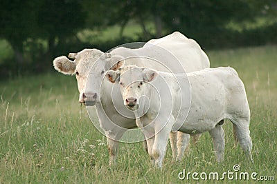 Calf and his mother Stock Photo