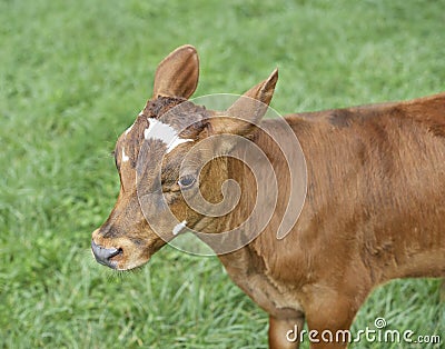 Calf in pasture very curious Stock Photo