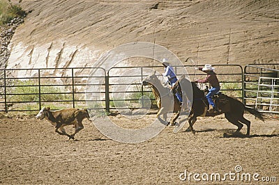 Calf roping Editorial Stock Photo