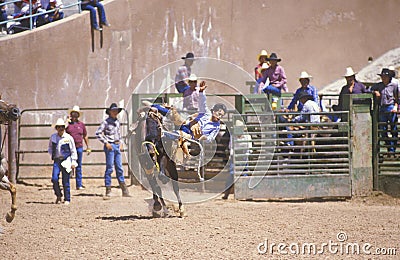 Calf roping, Inter-Tribal Ceremonial Indian Rodeo, Gallup NM Stock Photo