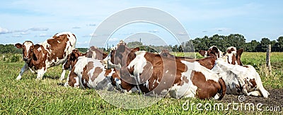 Calf stands up out of a group cows cozy lying together under a blue sky Stock Photo