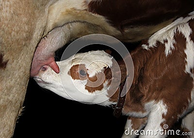 Calf suck milk Stock Photo