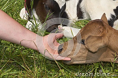 Calf sucking on fingers Stock Photo