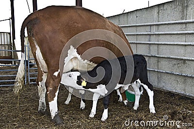 Calf Suckling Stock Photo