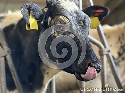 Calf with toung in nose Stock Photo