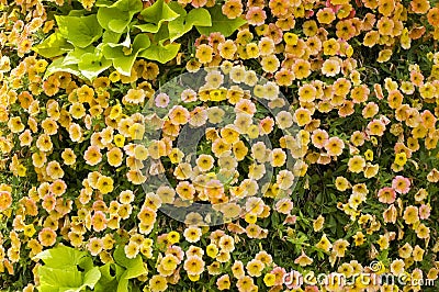 Calibrachoa flowers in outdoor planter Stock Photo