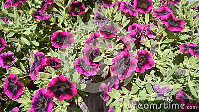 Calibrachoa 'Superbells Blackberry Punch' Stock Photo