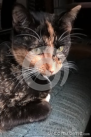 Calico Cat Stock Photo