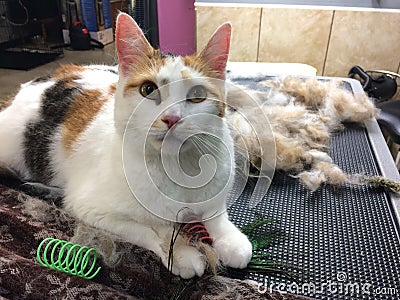 Calico cat groomed grooming shedding hairy hairballs fur cat toys Stock Photo