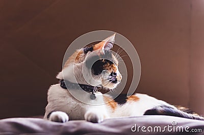 Calico cat resting indoors looking away Stock Photo