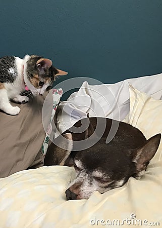 Calico Kitten And Chihuahua Stock Photo