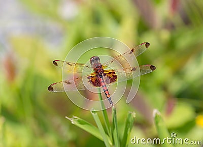 Calico Pennant Dragonfly in Bright Sunlight Stock Photo