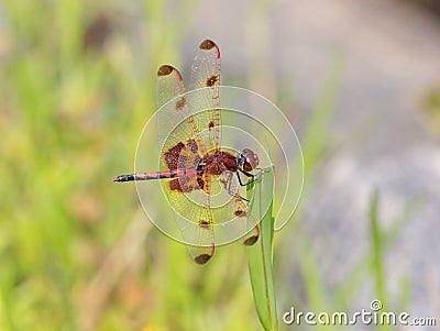 Calico Pennant Dragonfly in Bright Sunshine Stock Photo