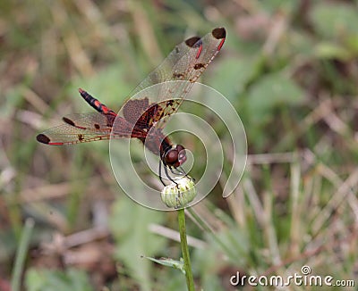 Calico Pennant Dragonfly Stock Photo