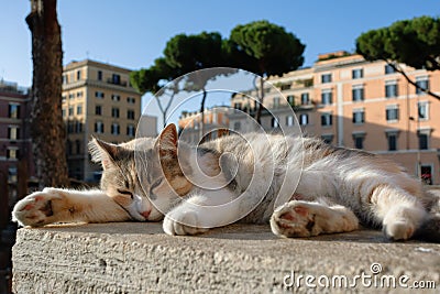 Calico shelter cat sleeping outdoors at Largo di Torre Argentina, Rome Stock Photo