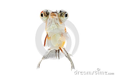 Calico Telescope-eyes Goldfish Stock Photo