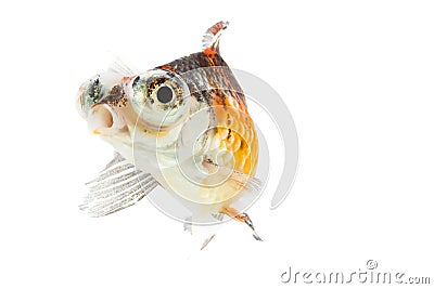 Calico Telescope-eyes Goldfish Stock Photo