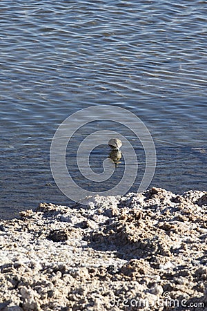 Calidris bairdii bird in a saltflat Stock Photo