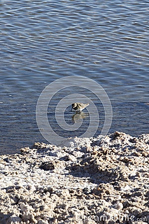 Calidris bairdii bird in a saltflat Stock Photo