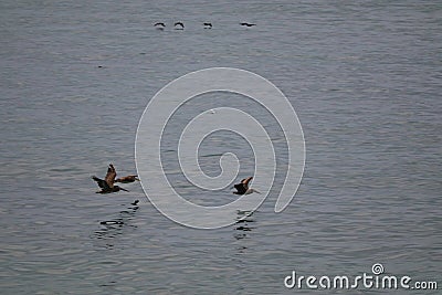 California Adventure Series - Pelicans at La Jolla Beach - Pacific Ocean Stock Photo