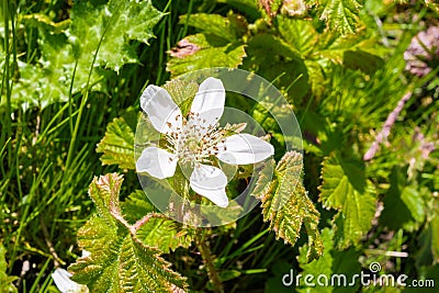 California blackberry Rubus ursinus flower, California Stock Photo