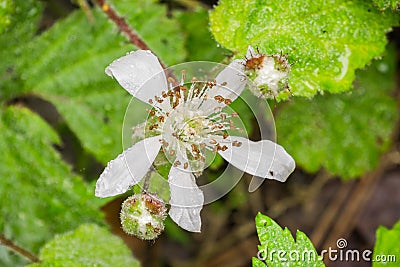 California blackberry Rubus ursinus flower covered in water droplets, California Stock Photo