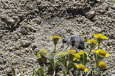 California Blister Beetle, Mojave Desert Stock Photo