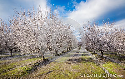 California Blossom Trail Stock Photo