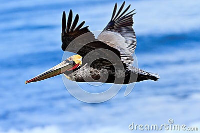 California Brown Pelican in Flight Stock Photo