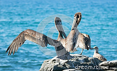 California Brown Pelican stretching his wings at Punta Lobos in Baja California Mexico Stock Photo