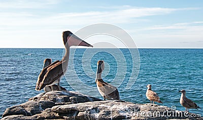 California Brown Pelican stretching / inflating throat pouch on rocky outcrop at Punta Lobos in Baja California Mexico Stock Photo