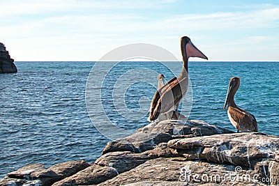 California Brown Pelican stretching / inflating throat pouch on rocky outcrop at Punta Lobos in Baja California Mexico Stock Photo