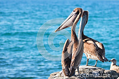 California Brown Pelican stretching / inflating throat pouch on rocky outcrop at Punta Lobos in Baja California Mexico Stock Photo