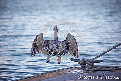 California Brown pelican taking off from dock mid-air Stock Photo