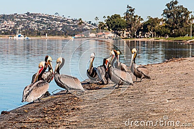 California Brown Pelicans at Mission Bay Park Stock Photo