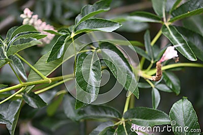 California buckeye Aesculus californica 4 Stock Photo